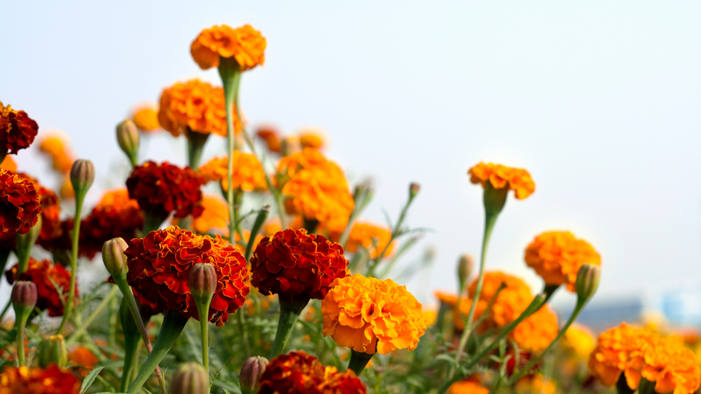 Marigolds