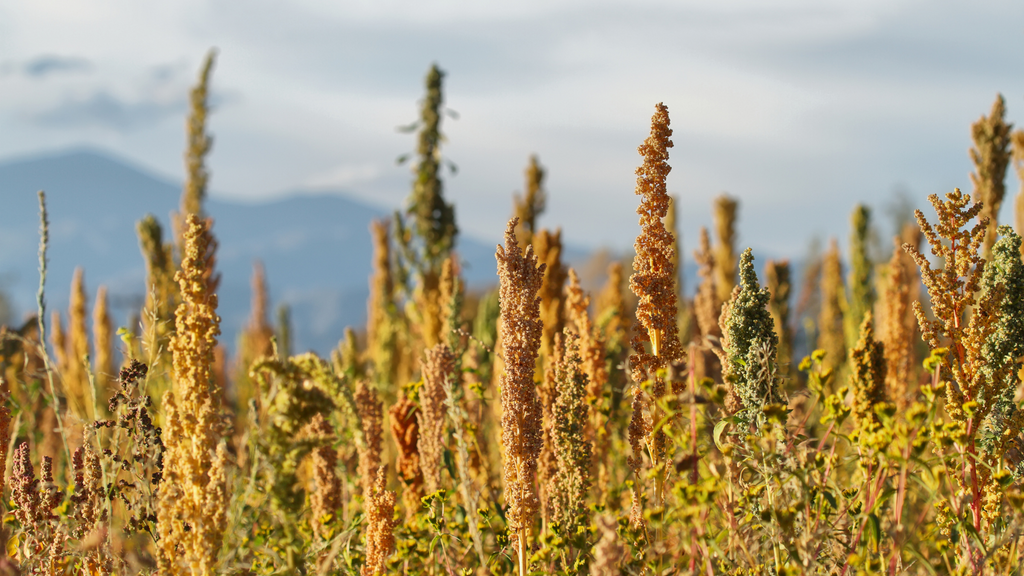 Quinoa