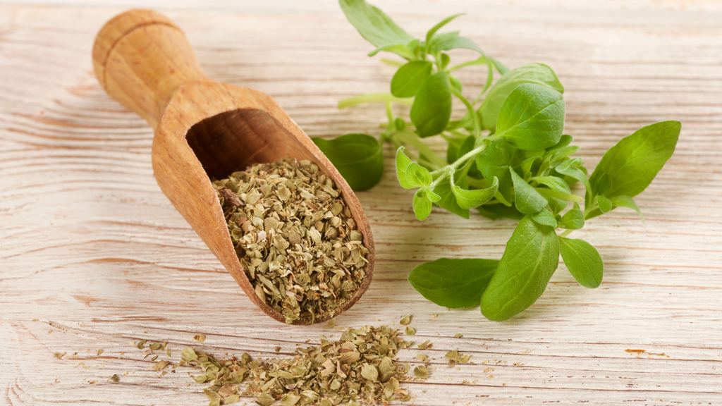 Oregano Plants