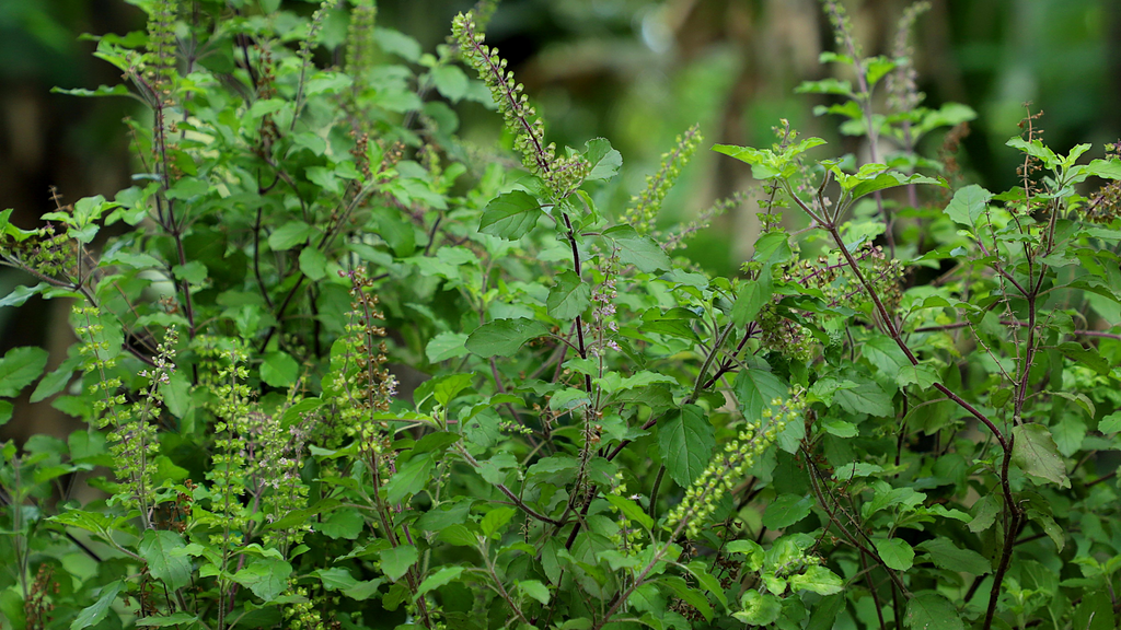 Basil Plants