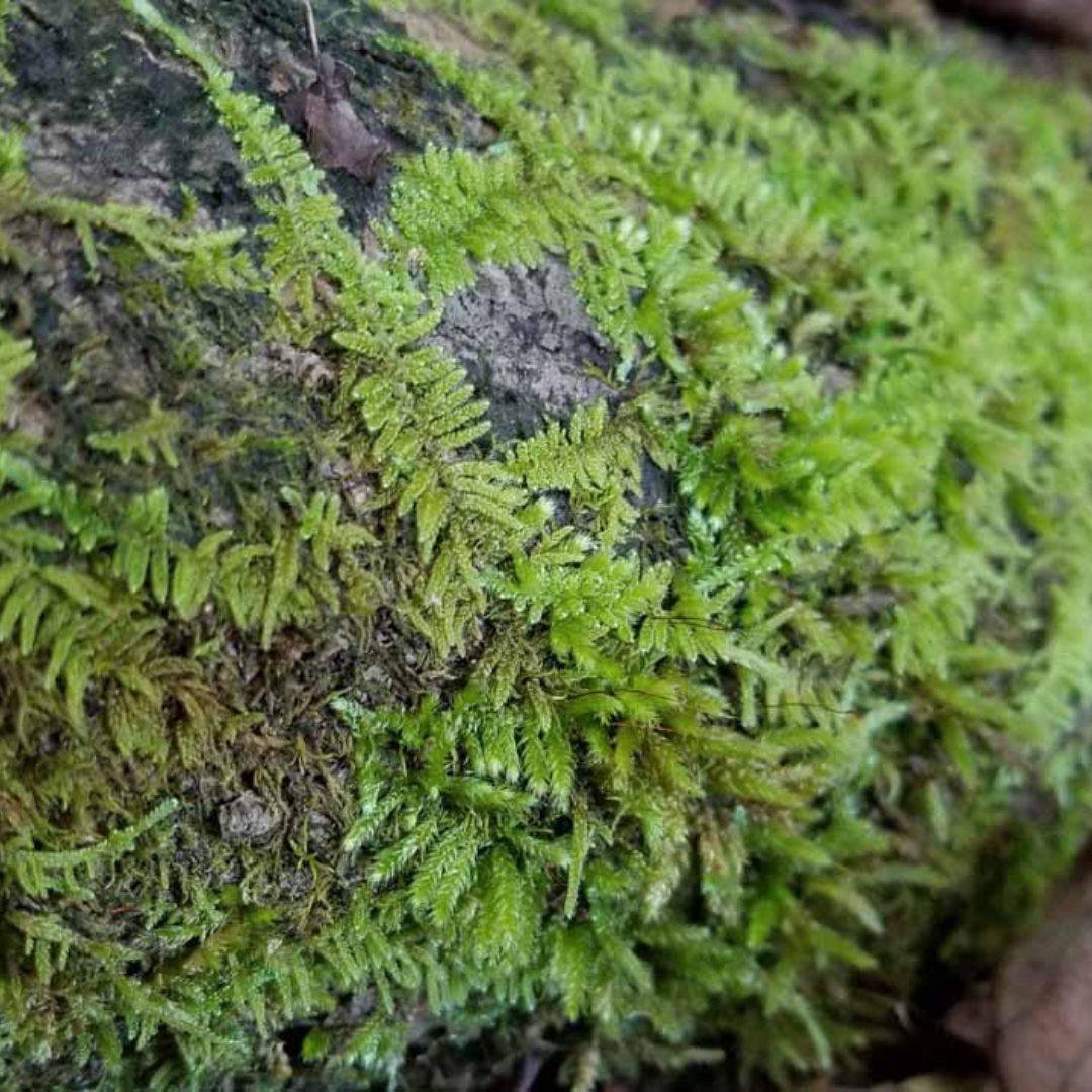 Moss, Train Track – Terra Mater Gardens