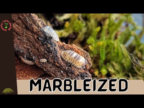 Isopod, Marbleized (Armadillidium) – Terra Mater Gardens